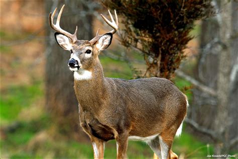 buck deer images